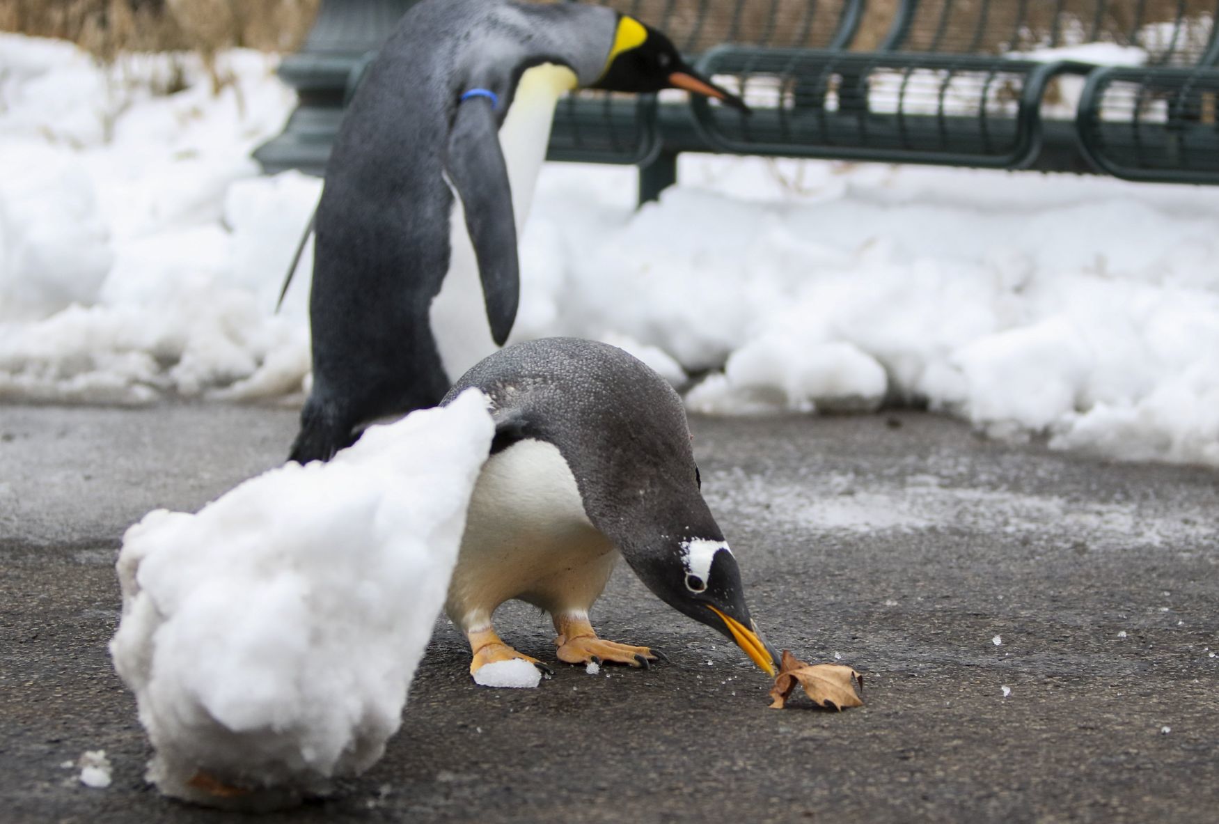 Penguin Pandemonium